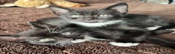 Domestic Shorthair cats for sale: One little girl left from my litter needing a home - Advert 5