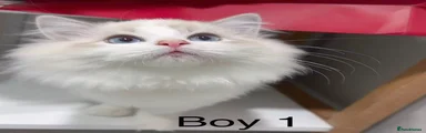 Ragdoll 1