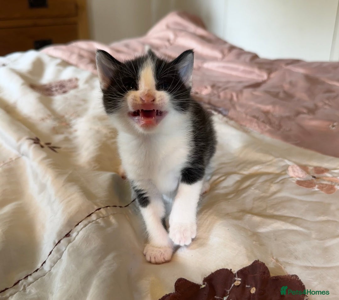 British Shorthair cats for sale: 2 boys one girl for sale  - Image 20