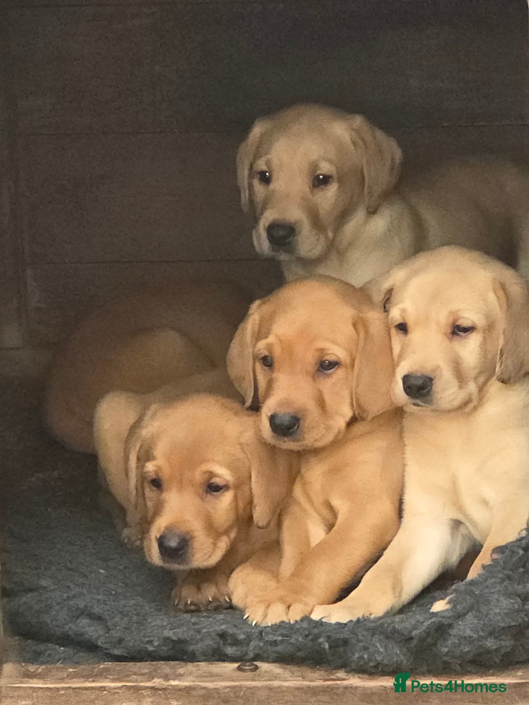 Labrador Retriever dogs for sale: Kc reg  yellow lab puppies 🐶  - Image 7