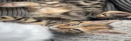 Maine Coon cats for sale: Half Maine coon kittens unique calico markings  - Advert 10