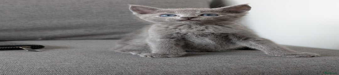 Fat boy - Mickie