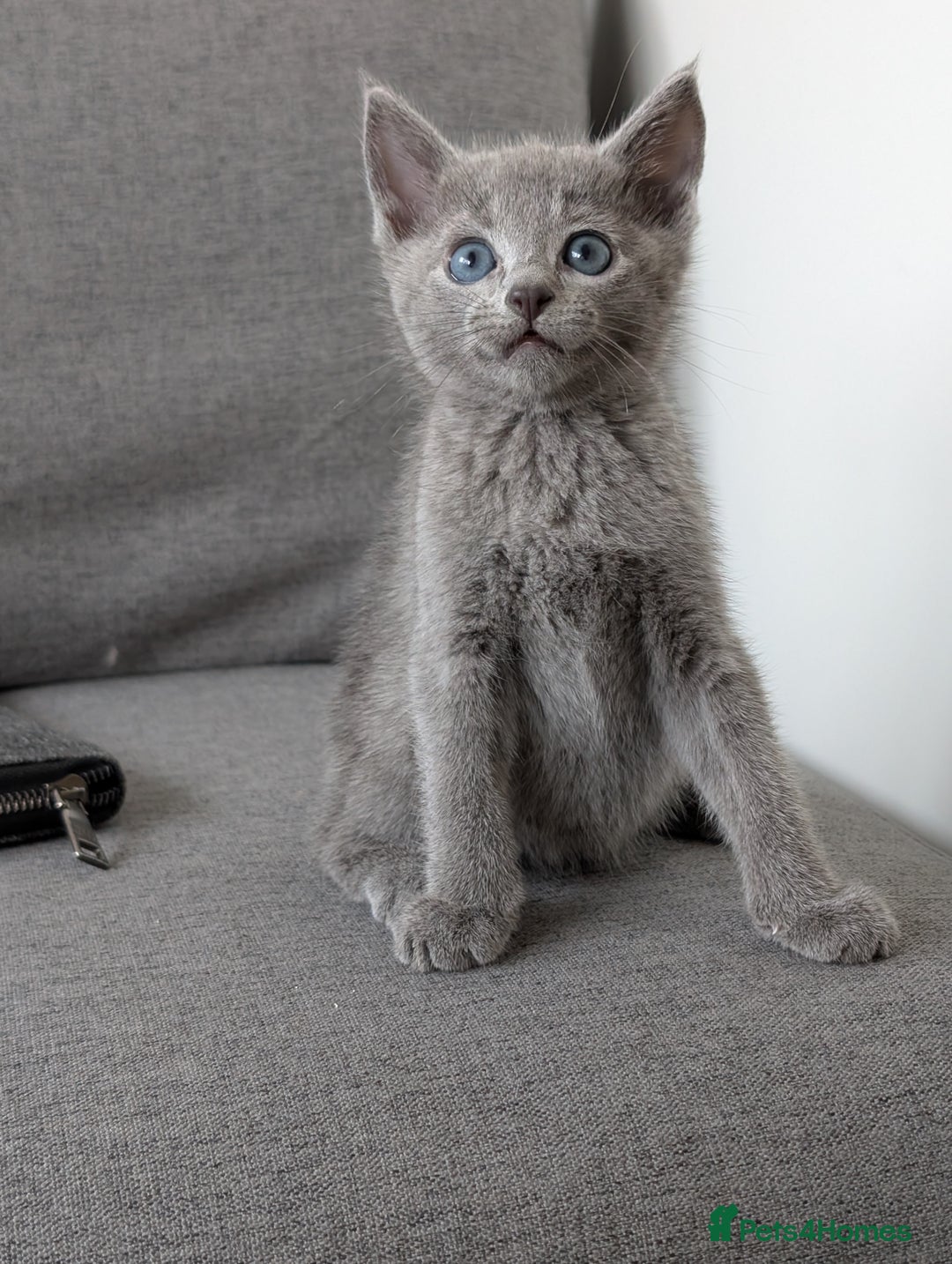 Russian Blue cats for sale: Russian blue babies looking for FOREVER homes - Image 24