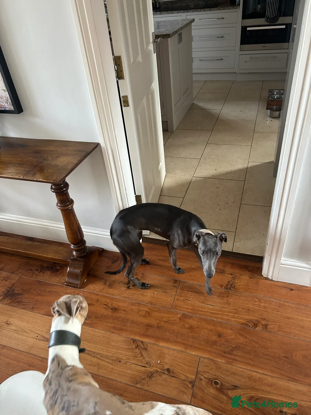 Whippet dogs for sale: Bonnie; a beautiful blue whippet bitch - Advert 9