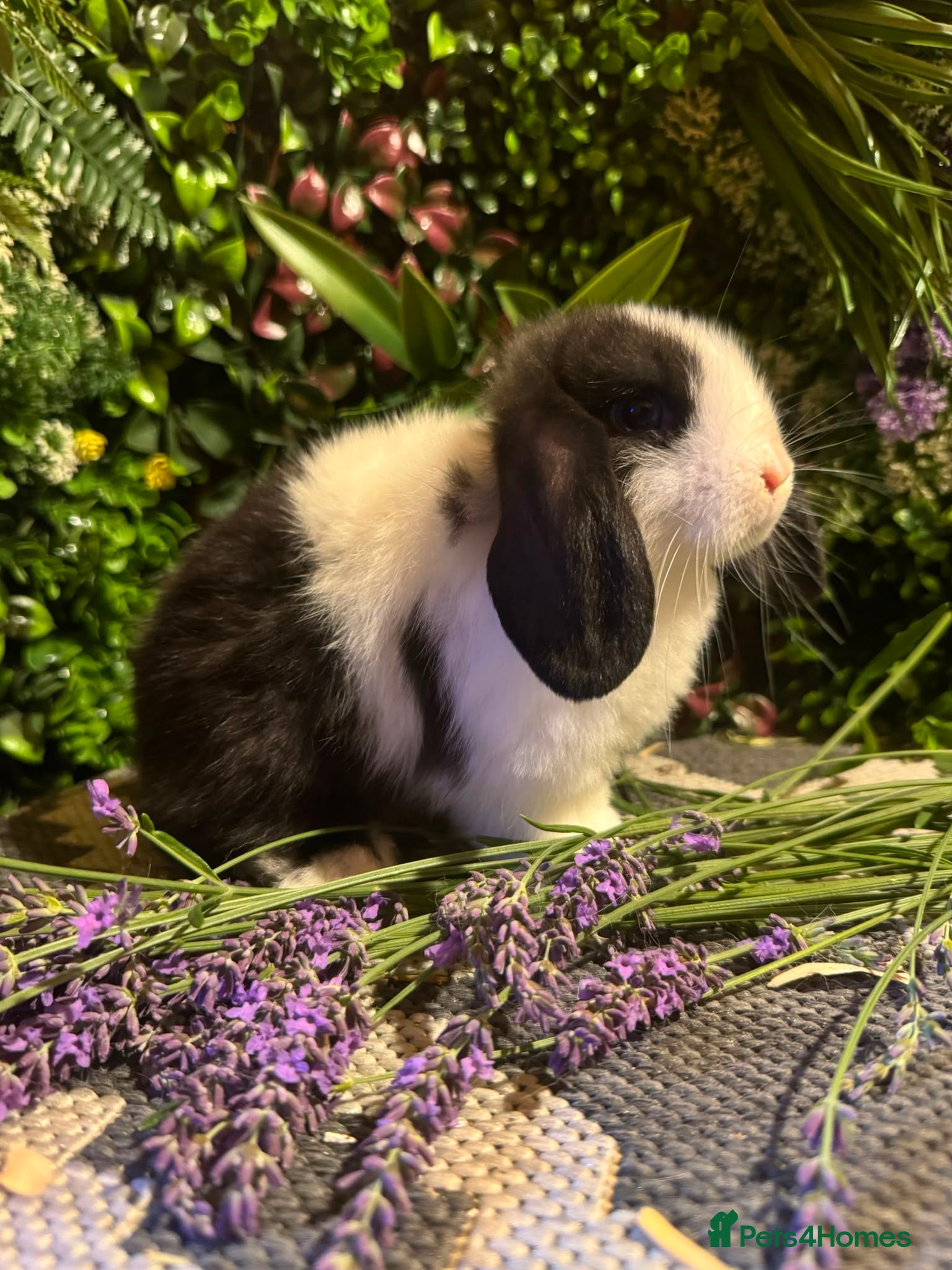 Mini Lop rabbits READY TO GO THIS WEEKEND, Stunning Mini Lops🐰 - Advert 1