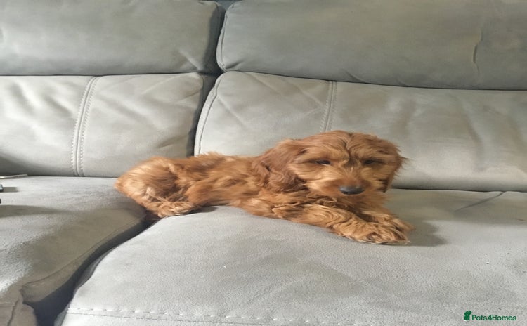 Cockapoo dogs - Advert 16