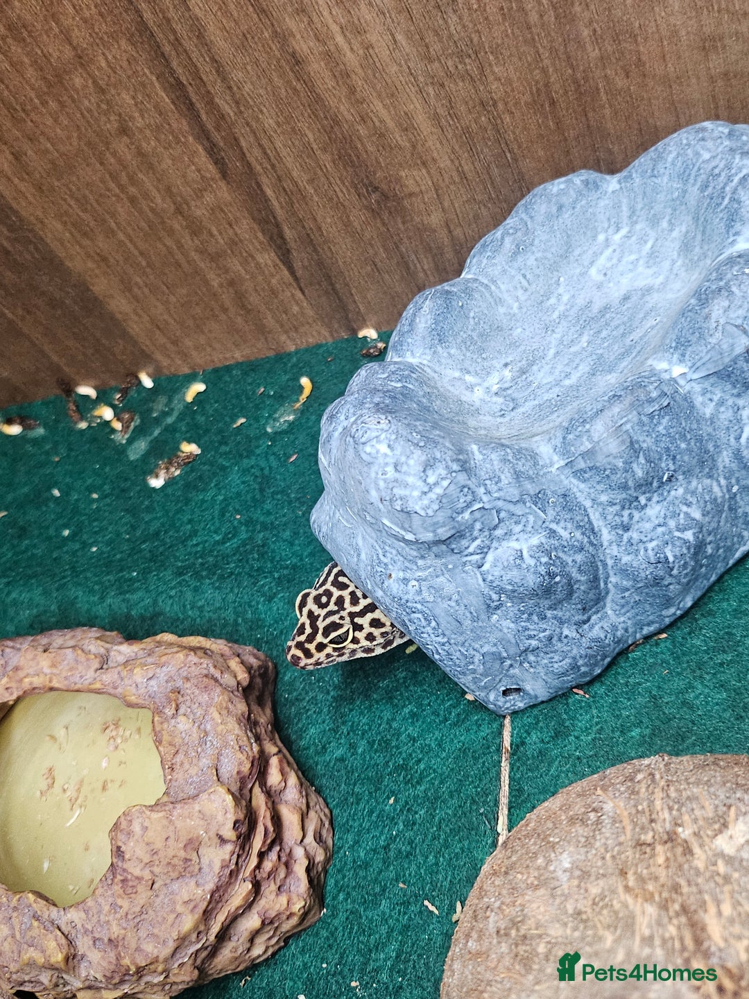Leopard Gecko reptiles for sale: Leopard Gecko "Tim"  - Image 3