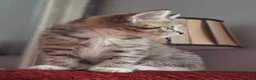 British Shorthair cats for sale: Gorgeous kittens! - Advert 26
