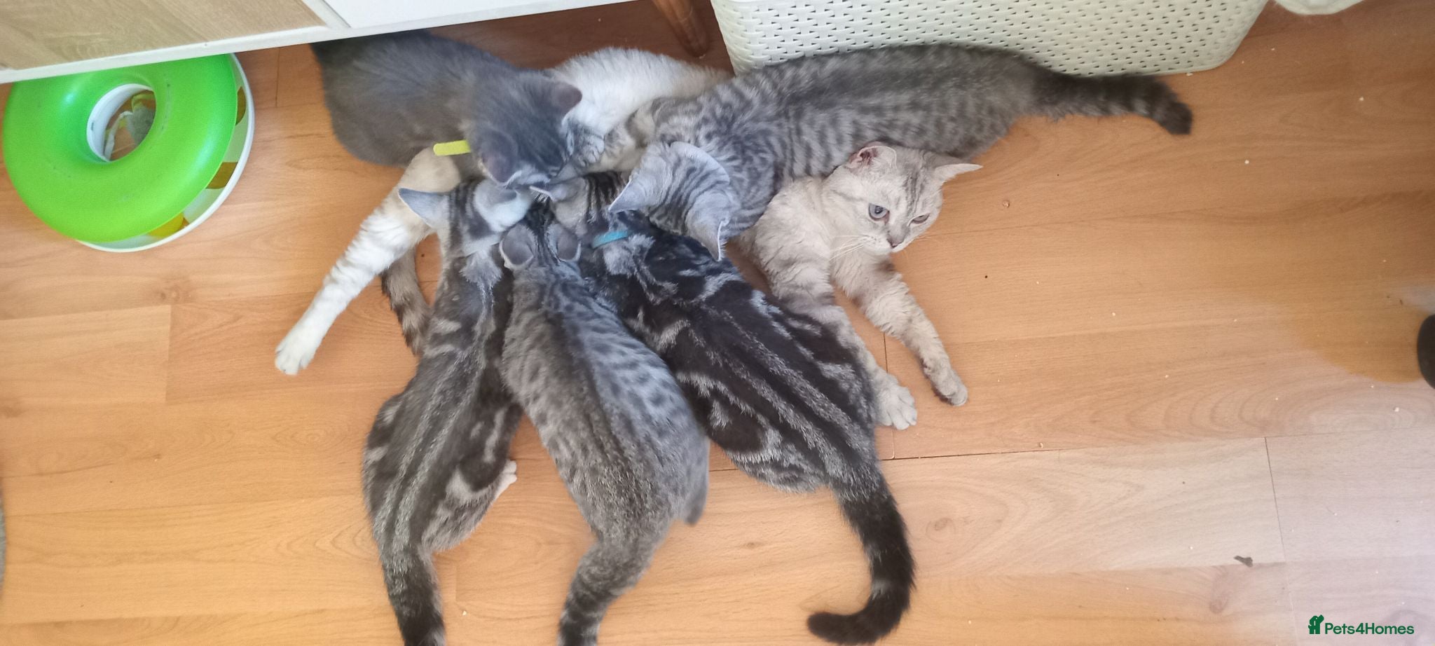 British Shorthair cats Beautiful Silver Spotted and Silver Tabby kittens. - Advert 1