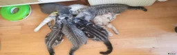 British Shorthair cats for sale: Beautiful Silver Spotted and Silver Tabby kittens. - Advert 1