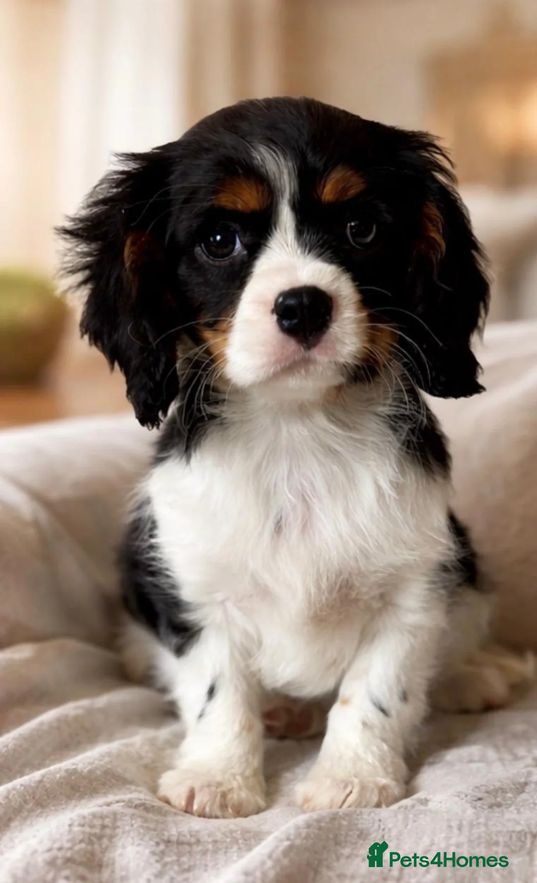 Cavalier King Charles Spaniel dogs for sale: Cavalier King Charles spaniel in Kenley - Advert 1