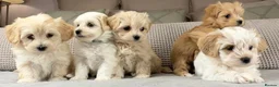 Maltipoo dogs for sale: A BEAUTIFUL ARRAY OF COLOURS AND LOVELINESS  - Advert 13