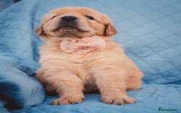 Golden Retriever dogs for sale: Golden Retriever Puppies KC Dad  - Image 28