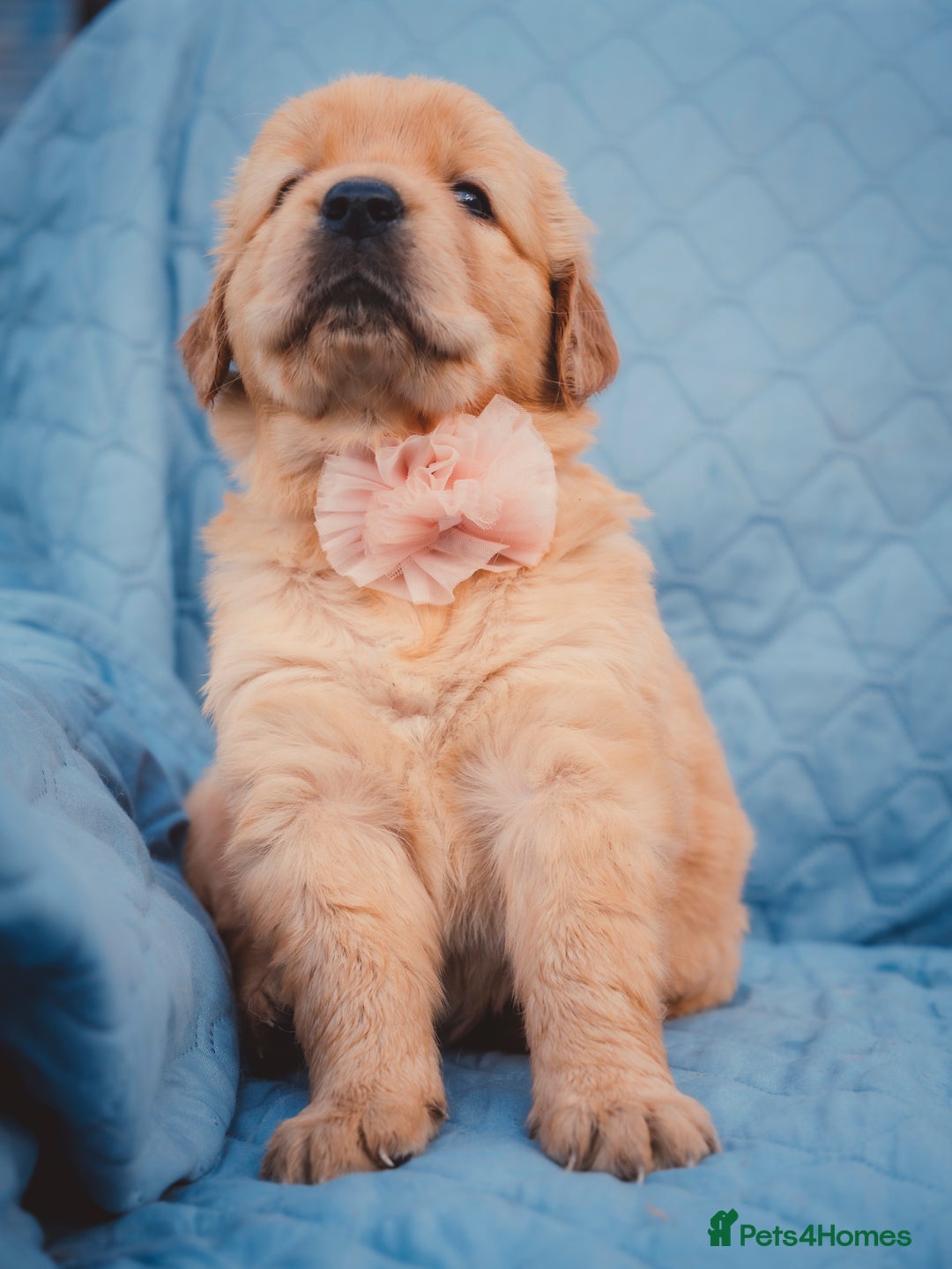 Golden Retriever dogs for sale: Golden Retriever Puppies KC Dad  - Image 28