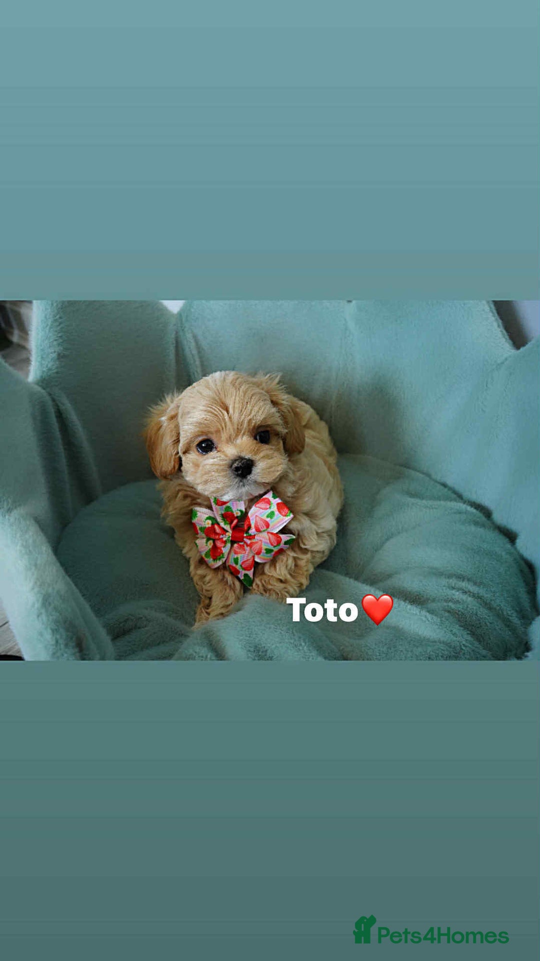 Maltipoo dogs for sale: Tiny F1 Asian Maltipoo puppies. Ready now! - Image 1