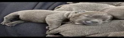 Staffordshire Bull Terrier dogs for sale: %100 Safety Staffordshire Bull Terrier Pups - Advert 7