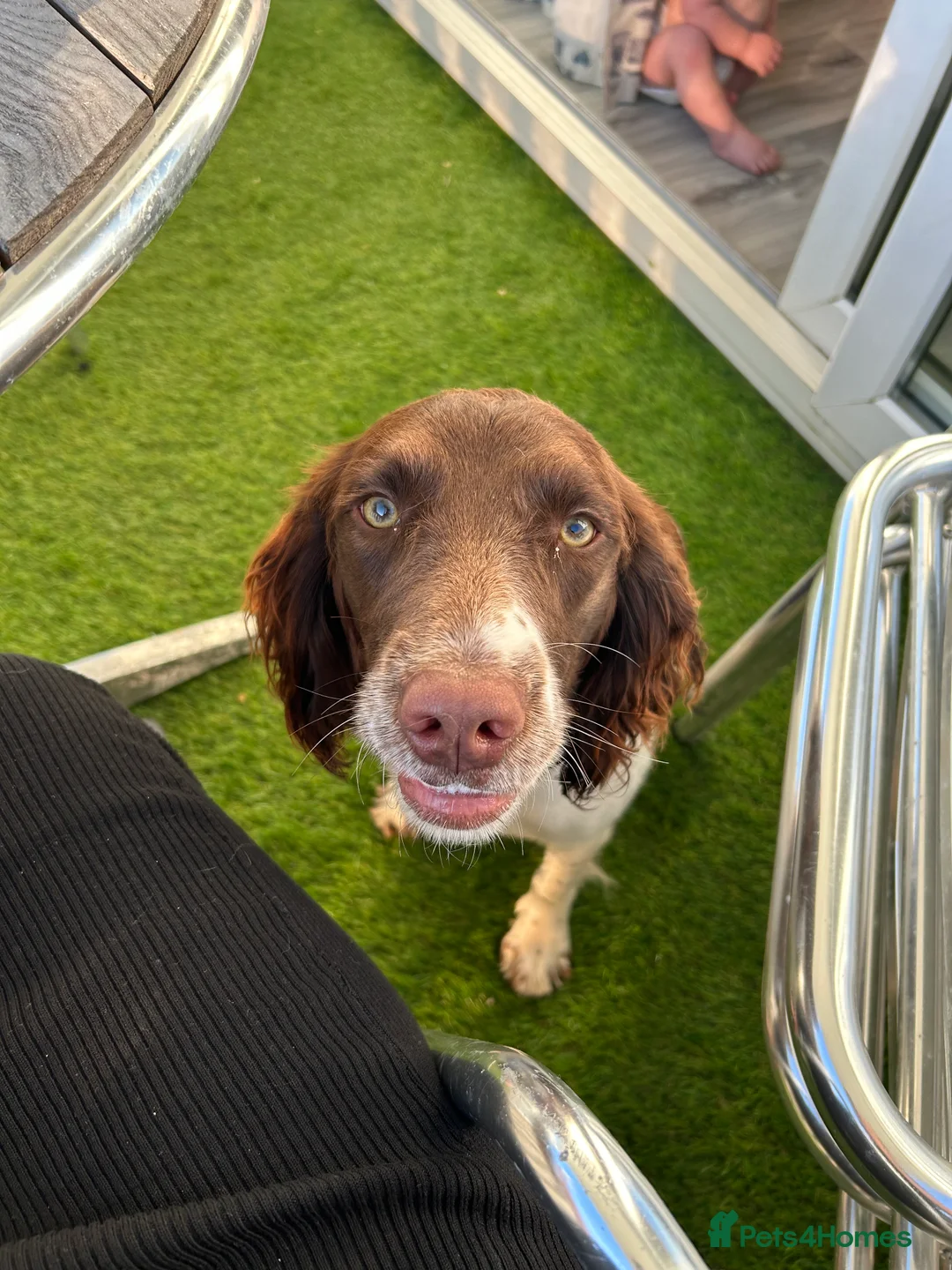 Sprollie dogs for sale: Beautiful sprollies for sale (collie x spaniel) - Advert 1