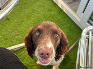 Sprollie dogs Beautiful sprollies for sale (collie x spaniel) - Advert 1