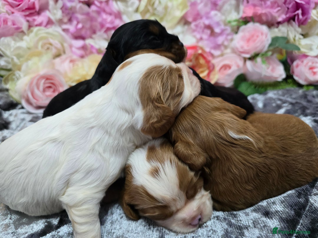 Cavalier King Charles Spaniel dogs for sale: Beautiful KC reg Cavalier King Charles Puppies  - Advert 11