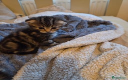 Scottish Fold cats for sale: Beautiful Scottish Folds - Image 6