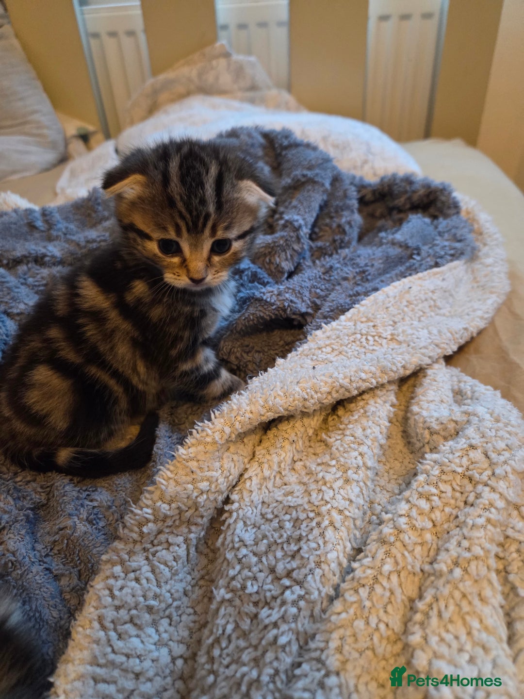 Scottish Fold cats for sale: Beautiful Scottish Folds - Image 6