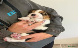 Beagle dogs for sale: Dialynne have puppies available  - Advert 7