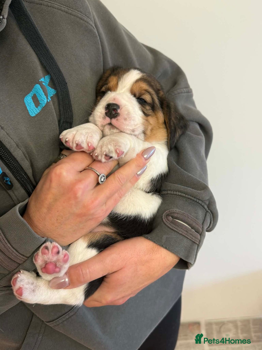 Beagle dogs for sale: Dialynne have puppies available  - Advert 7