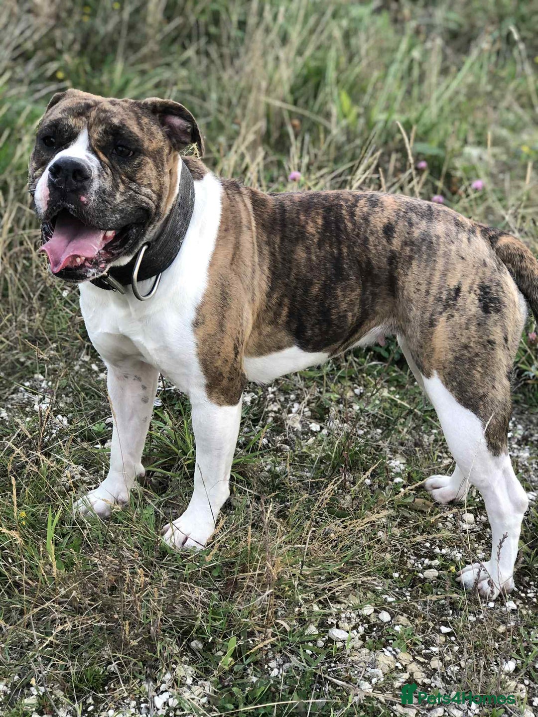 Alapaha Blue Blood Bulldog dogs for sale: Stunning IABBR Alapaha BBB Female  - Advert 10