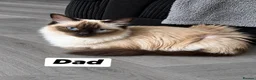 Ragdoll cats for sale: Ragdoll kitten  - Advert 5