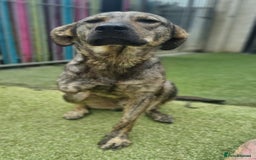 Mixed Breed dogs for adoption: Meet Ronnie  - Image 1