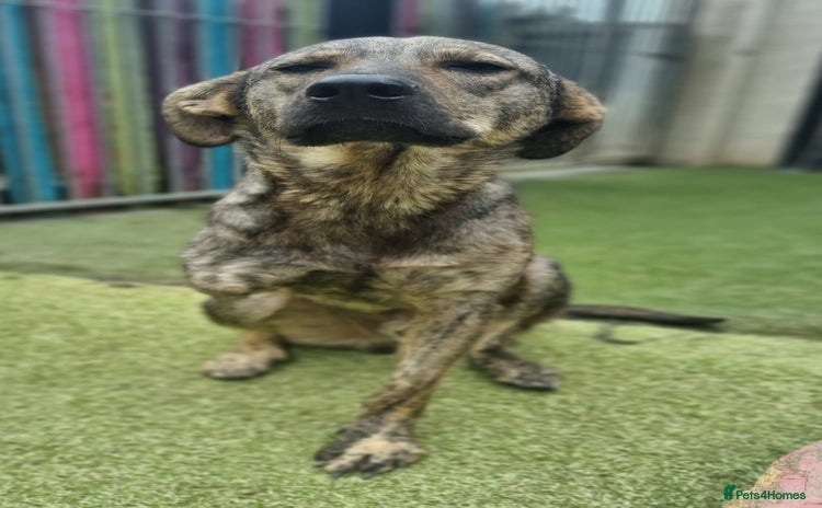 Mixed Breed dogs - Advert 7