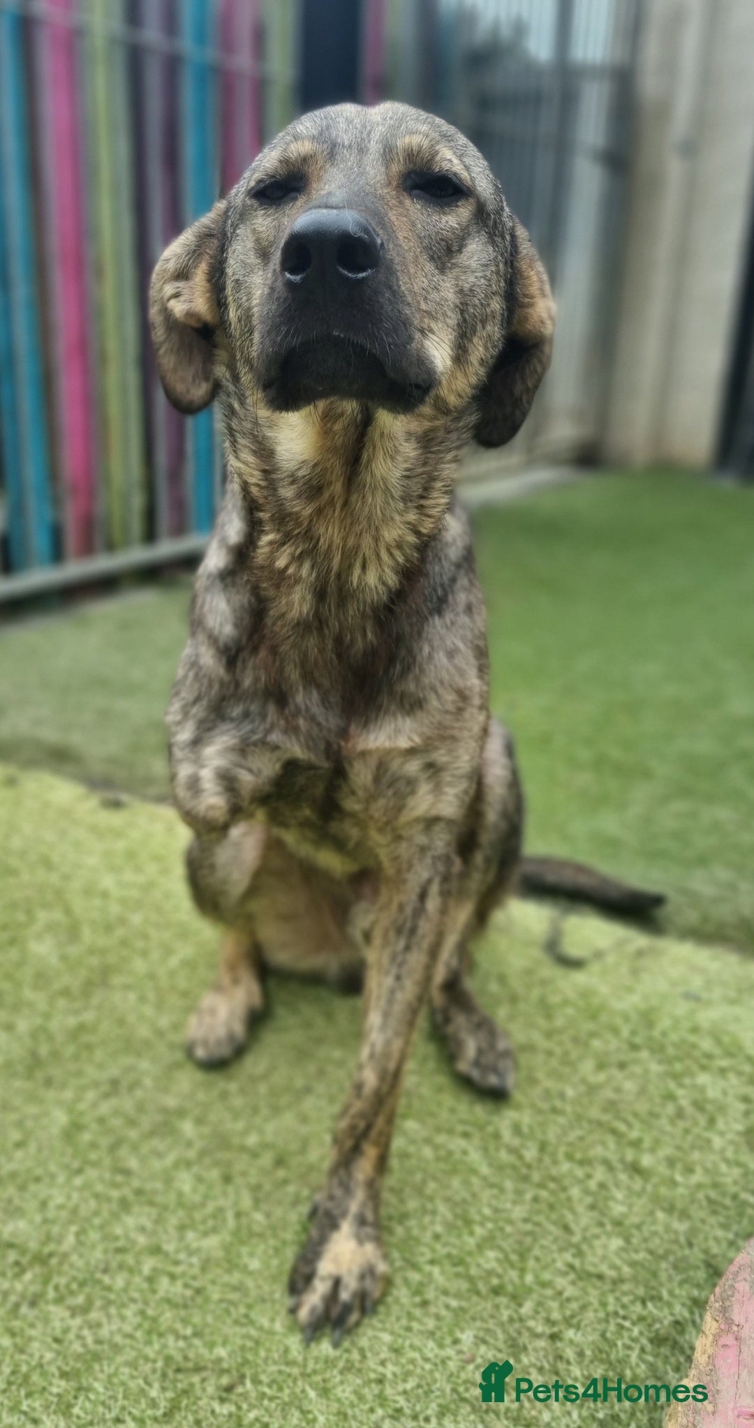 Mixed Breed dogs for adoption: Meet Ronnie  - Image 1