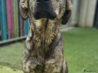 Mixed Breed dogs - Advert 1