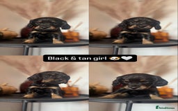 Cocker Spaniel dogs for sale: 3 beautiful cocker spaniels - Image 3