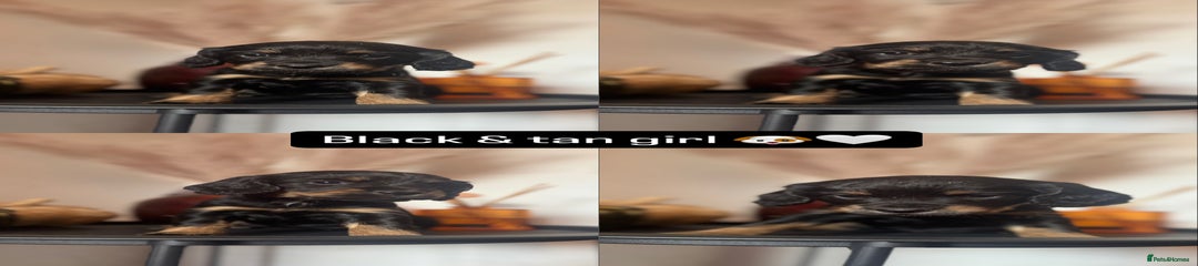 Cocker Spaniel Puppy 2