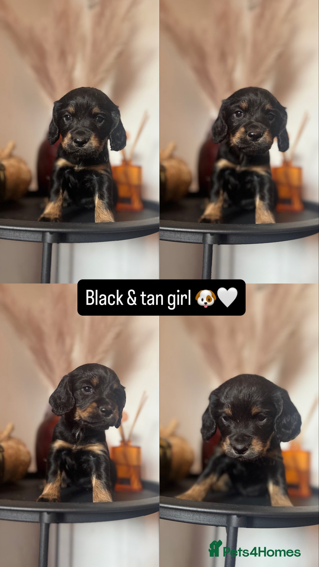 Cocker Spaniel dogs for sale: 3 beautiful cocker spaniels - Image 3