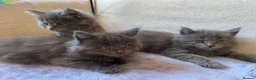 Maine Coon cats for sale: Maine Coon Kittens 1 Male 2 Females  - Advert 3