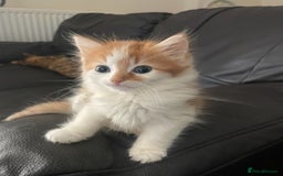 British Longhair cats for sale: Miss Jane  - Image 1