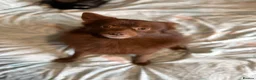 Pomsky dogs for sale: Pomsky puppies  in Birmingham - Advert 2