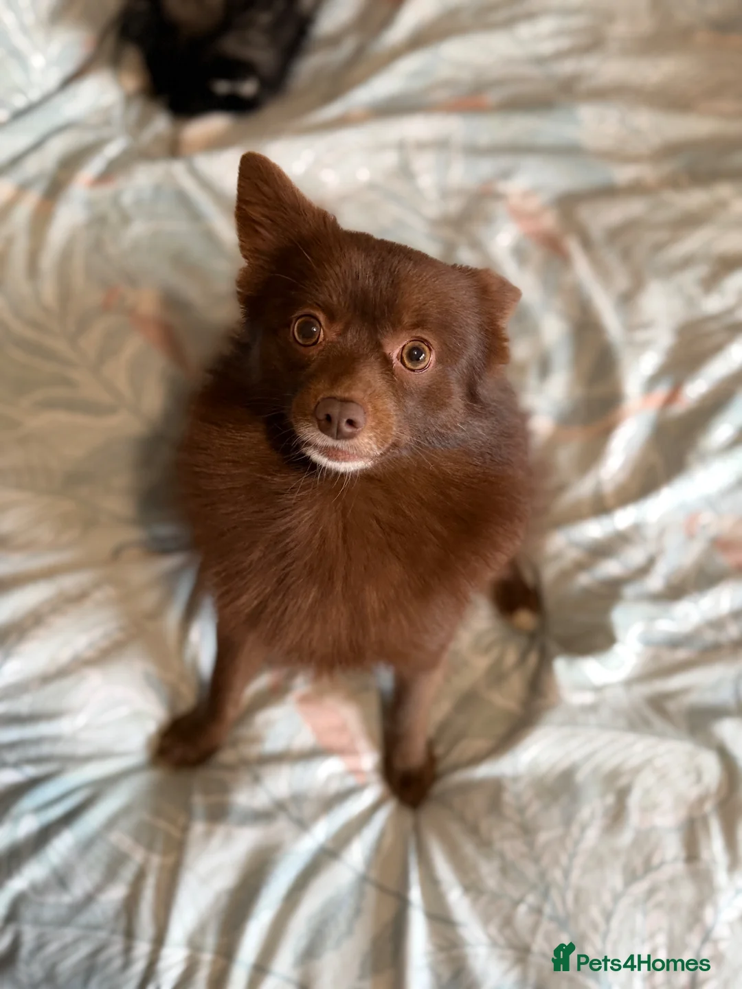 Pomsky dogs for sale: Pomsky puppies  in Birmingham - Advert 2