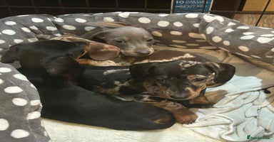 Miniature Dachshund dogs 🌈 4 left Stunning rainbow litter mini dachshunds - Advert 13