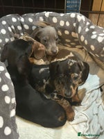 Miniature Dachshund dogs 🌈 4 left Stunning rainbow litter mini dachshunds - Advert 13