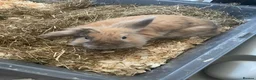 Mixed Breed rabbits for sale: Rabbit for sale  - Advert 1