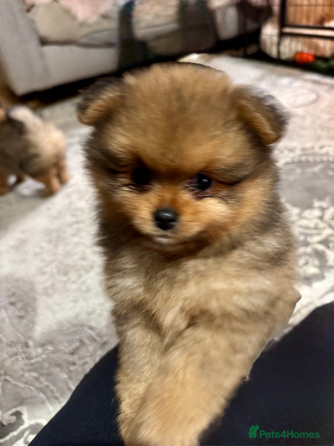 Pomeranian dogs for sale: Adorable Pomeranian Puppies – Orange Sable - Image 6
