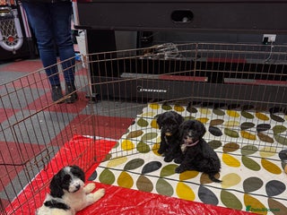 Cockapoo dogs stunning cockapoo puppies ready now 3 left - Advert 18