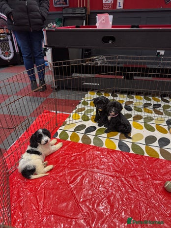 Cockapoo dogs stunning cockapoo puppies ready now 3 left - Advert 14