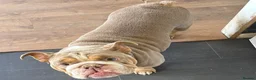 English Bulldog dogs for sale: my luna is up for sale  - Advert 3