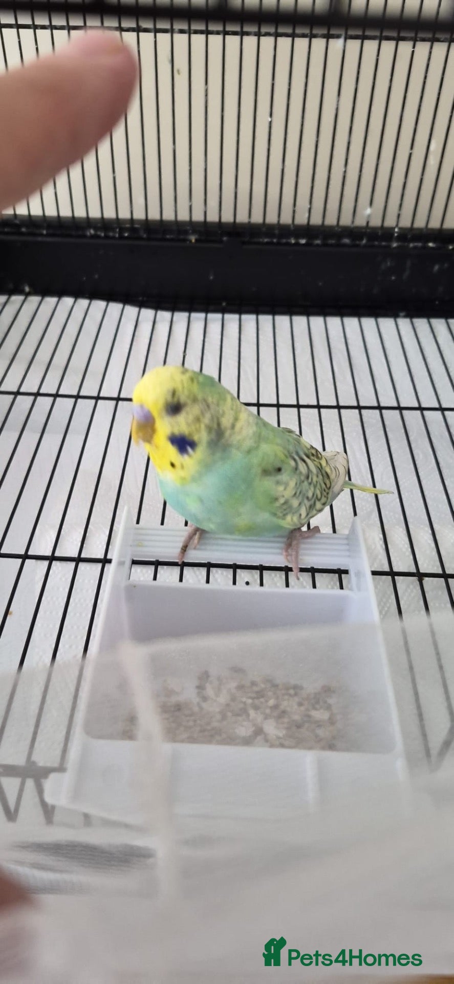 Budgerigars birds 2 Male Budgies For Sale  - Advert 1
