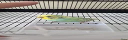 Budgerigars birds for sale: 2 Male Budgies For Sale  in Cramlington - Advert 1