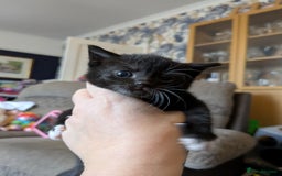 Domestic Shorthair cats for sale: 3 Kittens for Sale - Image 4